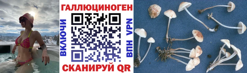 Галлюциногенные грибы Psilocybine cubensis  Купить закладки  Благовещенск 